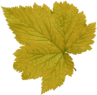 leaf-front