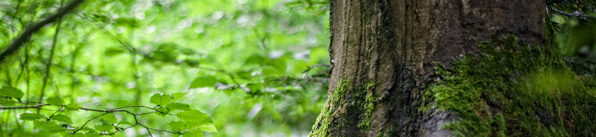 promo-banner