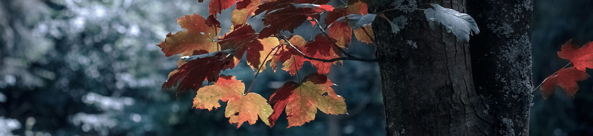 promo-banner