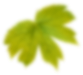 leaf-back